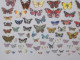 CHROMO DECOUPIS: PAPILLON Lot + De 100 Différents Même Thème - Tous Formats Multicolores PAPILLONS LEPIDOPTERISTE - Dieren