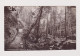 WALES - Penmaenmawr The Fairy Glen  Unused Vintage Postcard - Caernarvonshire