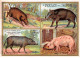 Chromos -COR12405 - Perles Du Japon - Les Pachydermes - Sanglier - Phacochère - Cochon-cerf - Porc - 8x11cm Env. - Sonstige & Ohne Zuordnung