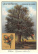 CHROMOS.AM22721.Cacao Van Houten.10x14 Cm Env.Chêne (Quercus Robur).Feuille Et Fruits (Glands) - Van Houten
