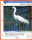 AIGRETTE GARZETTE Oiseau Illustrée Documentée  Animaux Oiseaux Fiche Dépliante - Animals