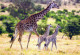 GIRAFFE Tier Vintage Ansichtskarte Postkarte CPSM #PBS952.DE - Girafes