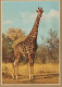 JIRAFA Animales Vintage Tarjeta Postal CPSM #PBS948.ES - Girafes