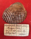 Anadara Polii ( Mayer, 1868)- Chioggia (Italy). 40.5x 33,5mm. Trawled Alive On Sandy Ground - Seashells & Snail-shells