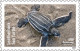 Delcampe - USA 2024 Protect Sea Turtles,Oilve Ridley,Animal, Perforated ,Set Of 6v, MNH (**) - Neufs