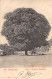 Angola - CAXITO - Giant Mango Tree - Publ. Osorio & Scabra  - Angola