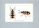 Insectes - Insects