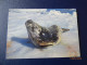 Cartes Postales Antarctique - Colecciones & Series