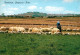 73070140 Bethlehem Yerushalayim Shepherd S Field Bethlehem Yerushalayim - Israel