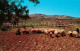 73051348 Bethlehem Yerushalayim Shepherd Field Bethlehem Yerushalayim - Israel