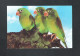 Delcampe - VOGEL - OISEAU - BIRD : TOVIPARKIET  ( 2 Scans)  (15.428) - Vogels