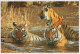 TIGRE GRANDE GATTO Animale Vintage Cartolina CPSM Unposted #PAM031.IT - Tigres