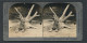 Stereo-Fotografie Keystone View Company, Meadville /Pa, Afrikanische Löwin In Gehege  - Stereoscopic