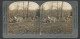 Stereo-Fotografie Keystone View Company, Meadville /Pa, Axis Hirsche  - Stereoscopic