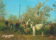 ALGARVE - Costumes Do Campo   ( 2 Scans ) - Faro