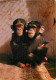 Animaux - Singes - Congo - Maman Et Bébé Chimpanzés - CPM - Voir Scans Recto-Verso - Singes