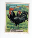 Chromo POULES Minorque  55 X 45 Mm TB Cafés Gilbert  2 Scans - Thé & Café