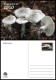 TOGO 2024 STATIONERY CARD - REGULAR - MUSHROOMS MUSHROOM CHAMPIGNONS - BIODIVERSITY BIODIVERSITE - Mushrooms