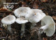 TOGO 2024 STATIONERY CARD - REGULAR - MUSHROOMS MUSHROOM CHAMPIGNONS - BIODIVERSITY BIODIVERSITE - Funghi