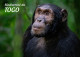 TOGO 2024 STATIONERY CARD - REGULAR - CHIMPANZEE MONKEY MONKEYS APES - BIODIVERSITY BIODIVERSITE - Chimpansees
