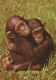 MONKEY Animals Vintage Postcard CPSM #PAN999.GB - Singes