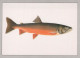 FISCH Tier Vintage Ansichtskarte Postkarte CPSM #PBS858.DE - Fische Und Schaltiere