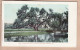 31950 / NEW-ORLEANS Louisiana-LA WASHINGTON Oak AUDUBON Park Copyright 1900 By DETROIT PHOTOGRAPHIC Co N°5817 - New Orleans