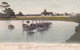 4823100Ostriches Bathing. (postmark 1909) - Afrique Du Sud