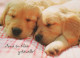 DOG Animals Vintage Postcard CPSM #PBQ438.GB - Hunde