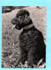 21599     CHIEN  ( Caniche Pudel )     (2 Scans) - Dogs