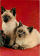 Animaux - Chats - Chatons - CPM - Voir Scans Recto-Verso - Cats