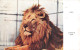 R333822 London Zoo. Lion. Zoological Society Of London. 1937 - Other & Unclassified