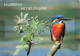 ANIMAUX - Oiseaux - Oiseau Perché Sur Une Branche D'arbre - La Patience Est L'art D'espérer - Carte Postale - Vogels