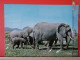 KOV 506-24 - ELEPHANT - Éléphants