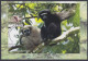 Inde India 2012 Maximum Max Card Hoolock Gibbon, Monkey, Indian Biodiversity, Tree, Trees, Wildlife, Wild Animals - Cartas & Documentos