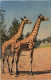 Giraffe - Girafes