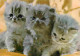 Animaux - Chats - Chatons - CPM - Voir Scans Recto-Verso - Gatos