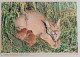 Kenya - Caracal Cat , Stamp Used Air Mail 1977 - Kenya