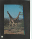 Animaux - Girafes - Girafe Réticulée - Carte WWF - CPM - Voir Scans Recto-Verso - Jirafas
