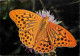 Animaux - Papillons - Kaisermantel - Argynnis Paphia Paphia L - Silver-washed Fritillary - Tabac-d'Espagne - Paarlemoerv - Schmetterlinge