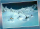 Sports - Ski - CPM - Voir Scans Recto-Verso - Deportes De Invierno