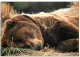 Animaux - Ours - Ours Des Pyrénées - Bear - CPM - Carte Neuve - Voir Scans Recto-Verso - Bears