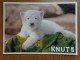 Zoo, Dierenpark, Tierpark / Tierpark Berlin, Der Eisbar Knut -> Unwritten - Bears