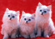CAT KITTY Animals Vintage Postcard CPSM #PBQ928.A - Gatos
