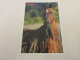 CP CARTE POSTALE ANIMAUX CHEVAL HOREZM ETALON AKHAL TEKE - Vierge - Other & Unclassified