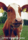 KUH Tier Vintage Ansichtskarte Postkarte CPSM #PBR813.DE - Cows