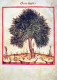 ÁRBOLES Vintage Tarjeta Postal CPSM #PBZ990.ES - Arbres