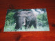 75690-       OLIFANTEN / ELEPHANTS, DIEREN / ANIMALS / TIERE / ANIMAUX / ANIMALES - Elephants