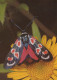 FARFALLA Animale Vintage Cartolina CPSM #PBS442.A - Schmetterlinge