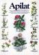 FLEURS Vintage Carte Postale CPSM #PAS465.FR - Fleurs